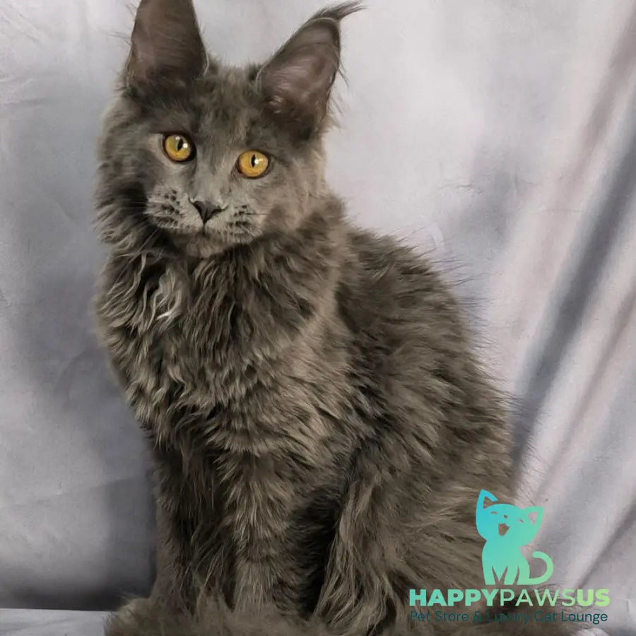 Fablette Maine Coon polydactyl 6x6x6x6 female blue silver with white - live animals