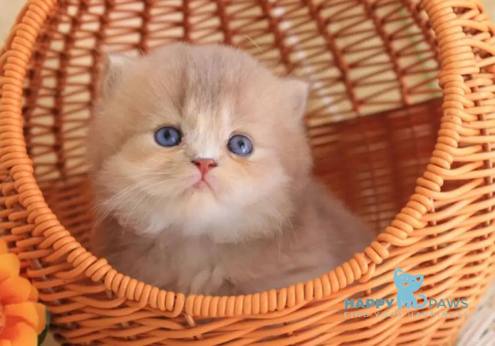 Faby British Longhair male lilac golden ticked tabby with white live animals
