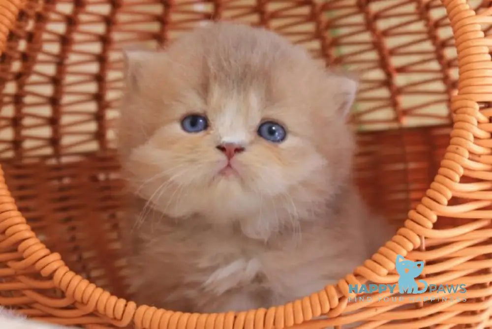 Faby British Longhair male lilac golden ticked tabby with white live animals
