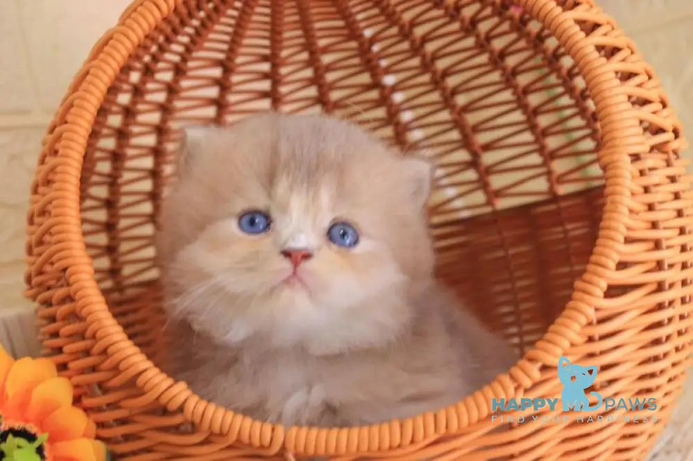 Faby British Longhair male lilac golden ticked tabby with white live animals