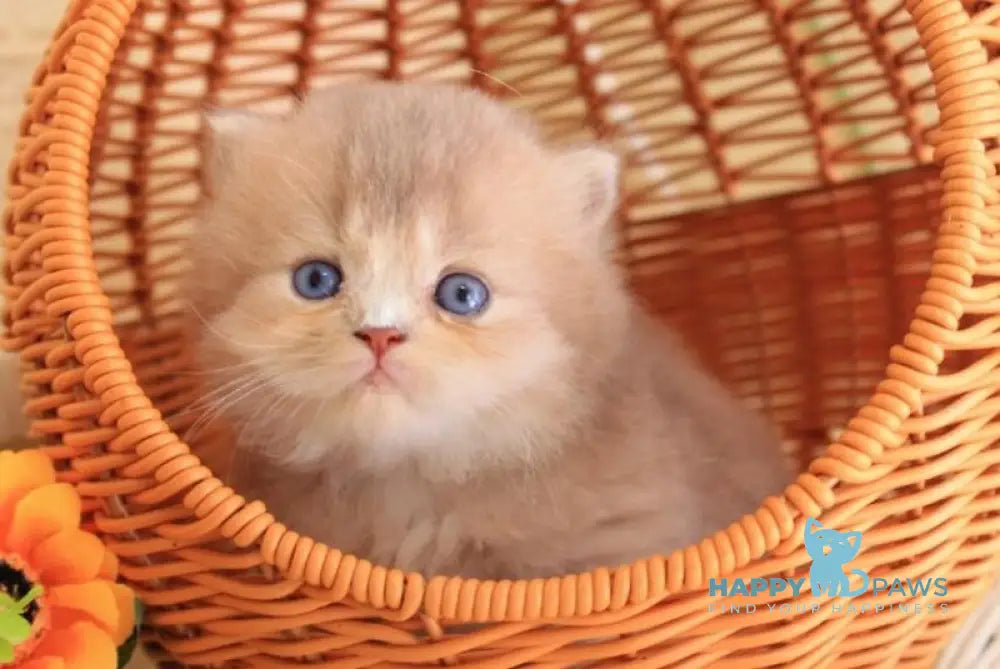 Faby British Longhair male lilac golden ticked tabby with white live animals