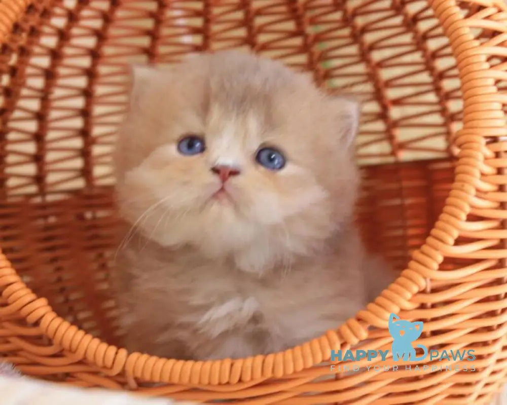 Faby British Longhair male lilac golden ticked tabby with white live animals