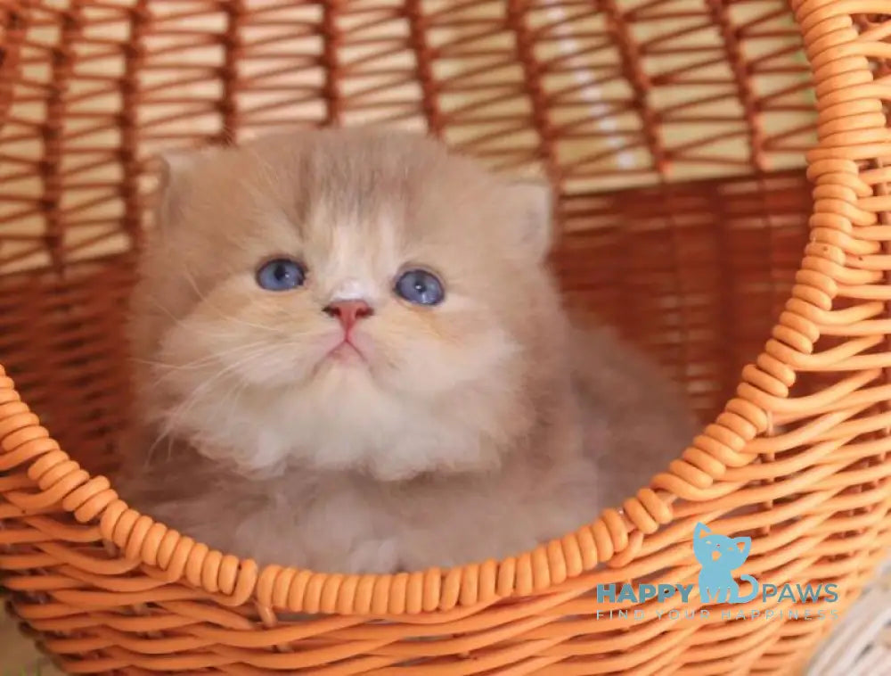 Faby British Longhair male lilac golden ticked tabby with white live animals