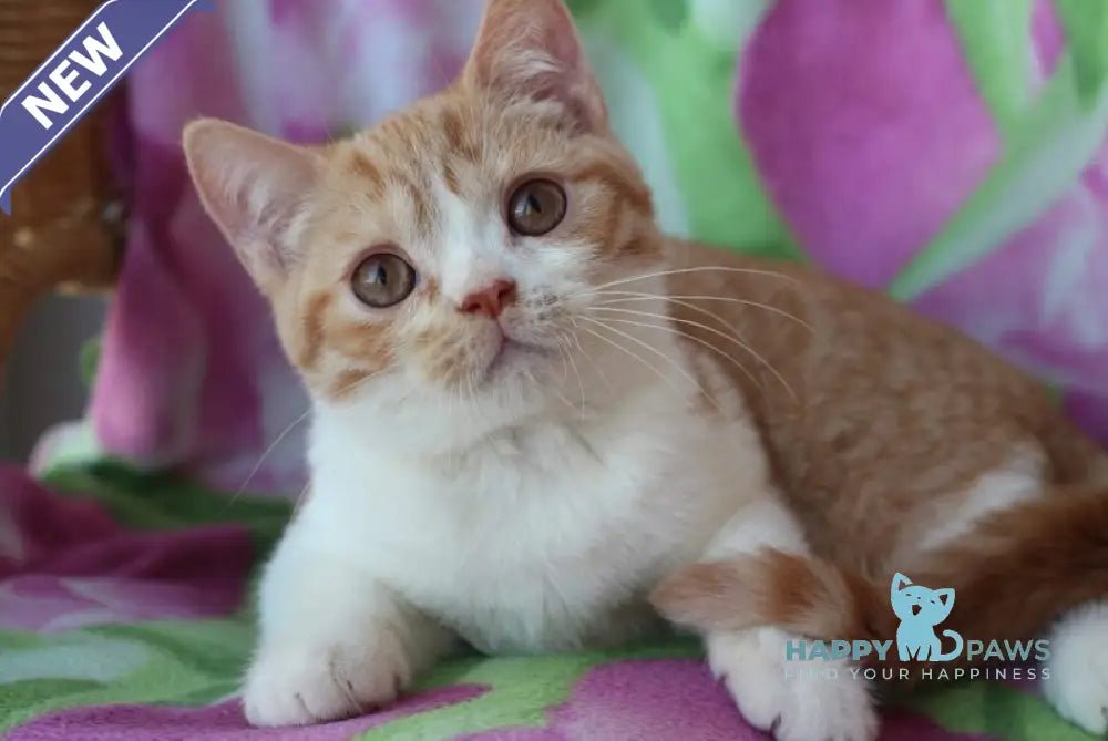 Faddey British Shorthair male red bicolour live animals