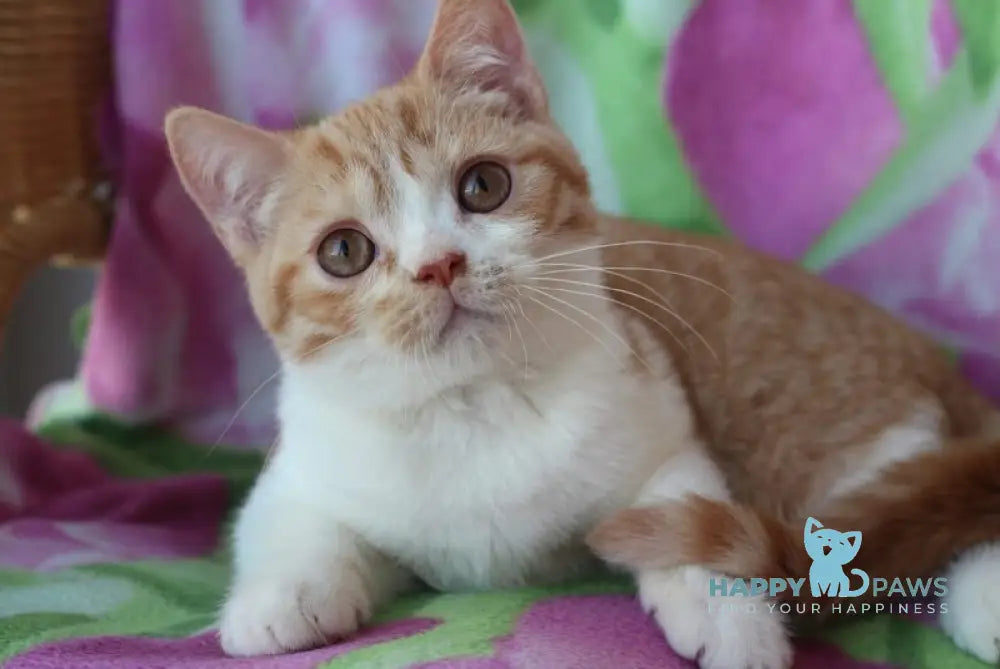 Faddey British Shorthair male red bicolour live animals