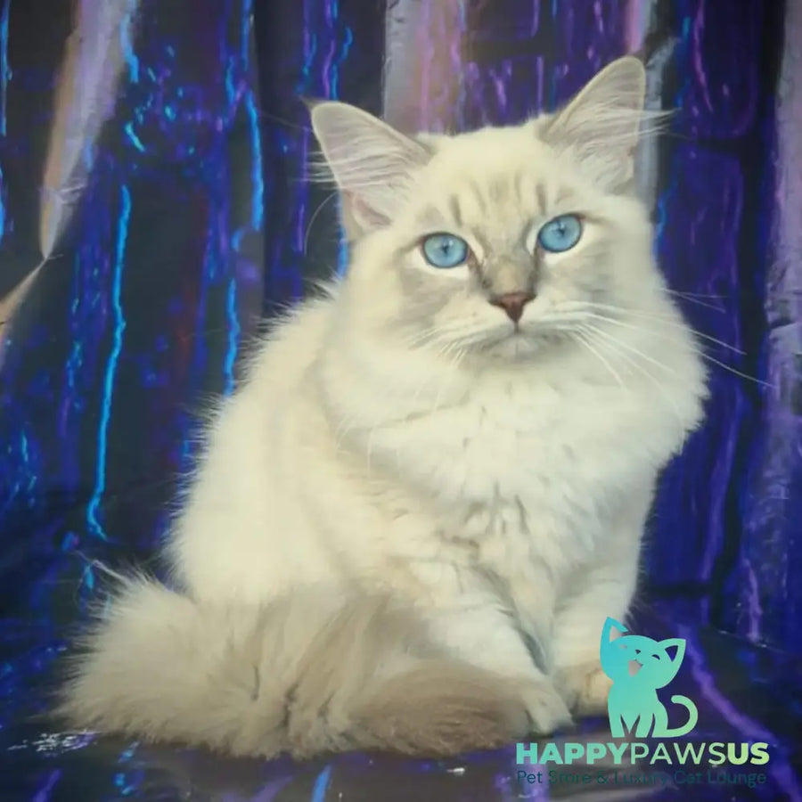 Fadey Siberian male blue tabby pointed - live animals