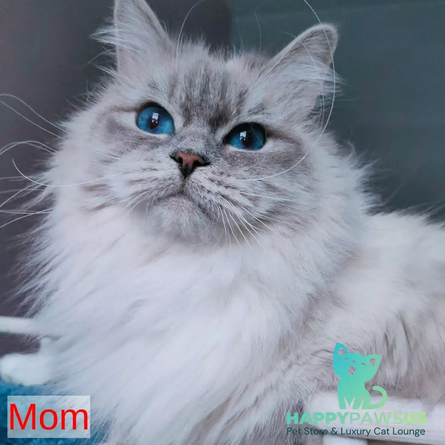 Fadey Siberian male blue tabby pointed - live animals
