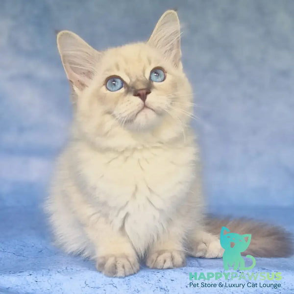 Fadey Siberian male blue tabby pointed - live animals