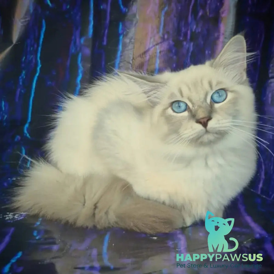 Fadey Siberian male blue tabby pointed - live animals