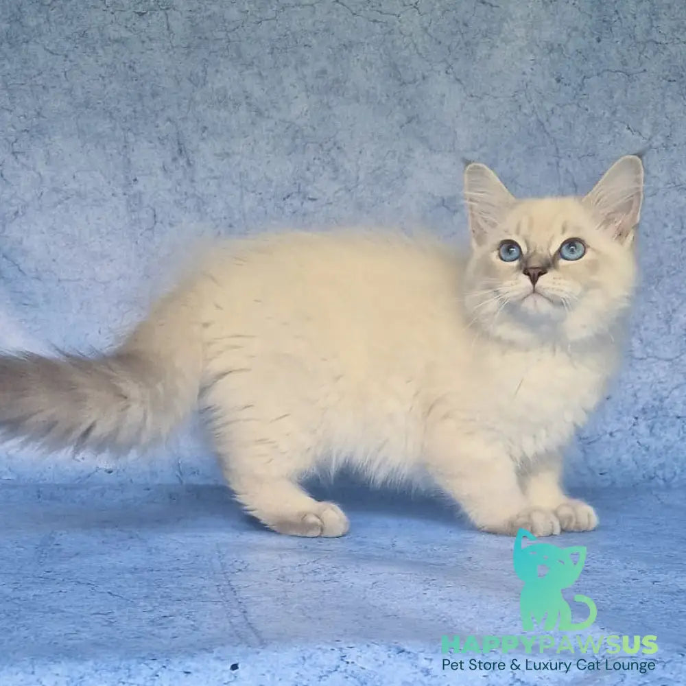 Fadey Siberian male blue tabby pointed - live animals