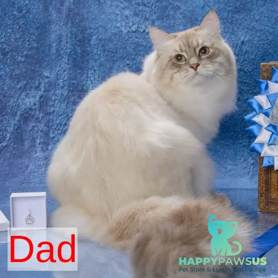 Fadey Siberian male blue tabby pointed - live animals