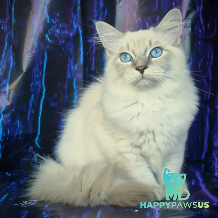 Fadey Siberian male blue tabby pointed - live animals