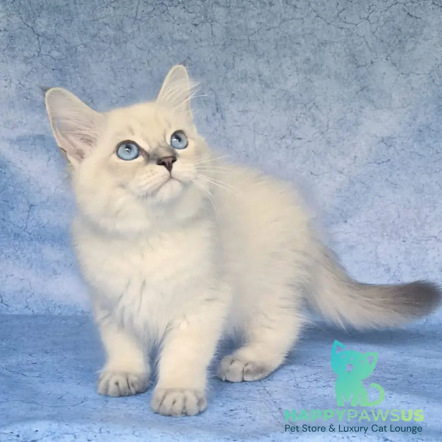 Fadey Siberian male blue tabby pointed - live animals