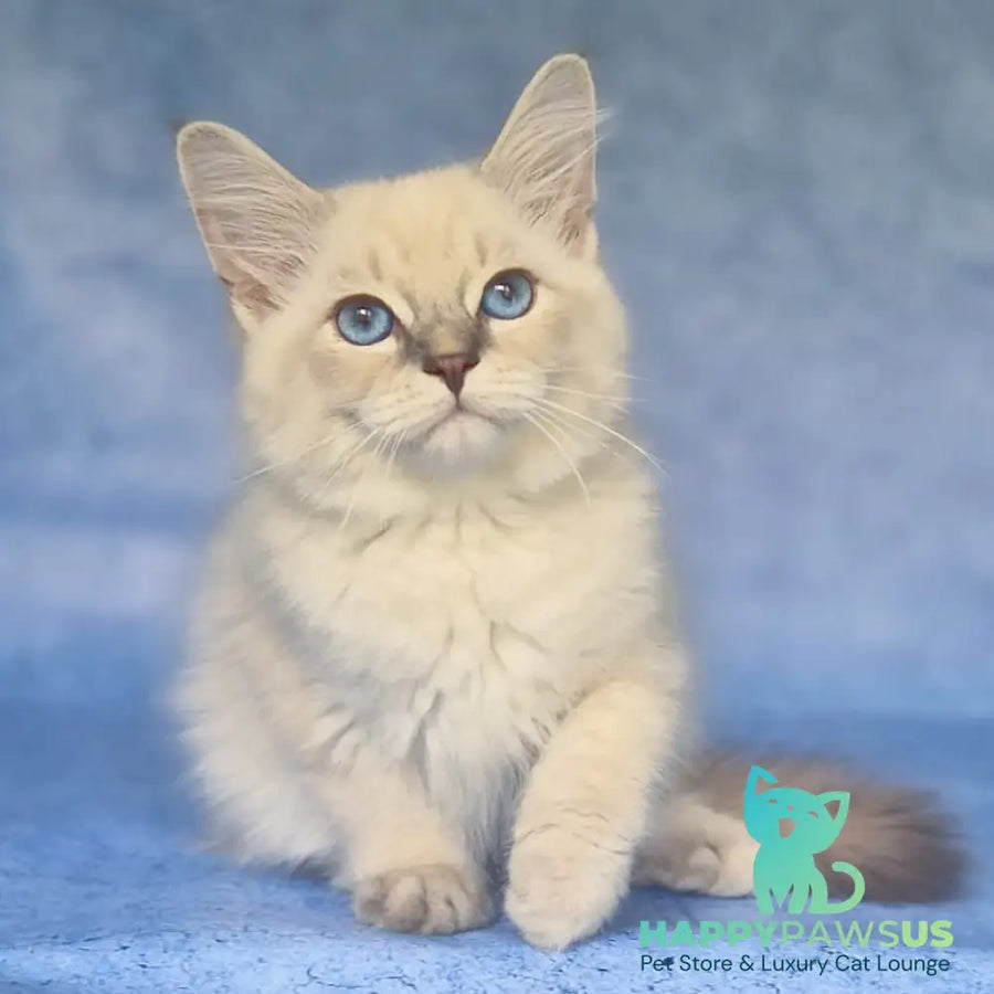 Fadey Siberian male blue tabby pointed - live animals