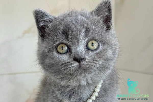Faina British Shorthair female blue - live animals