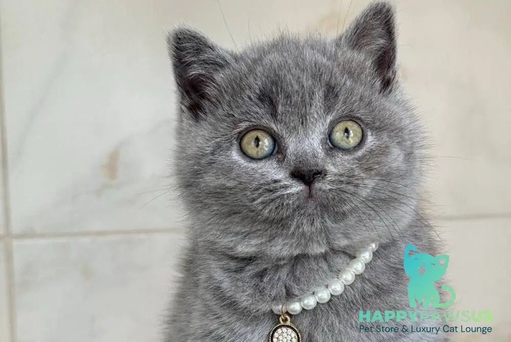 Faina British Shorthair female blue - live animals