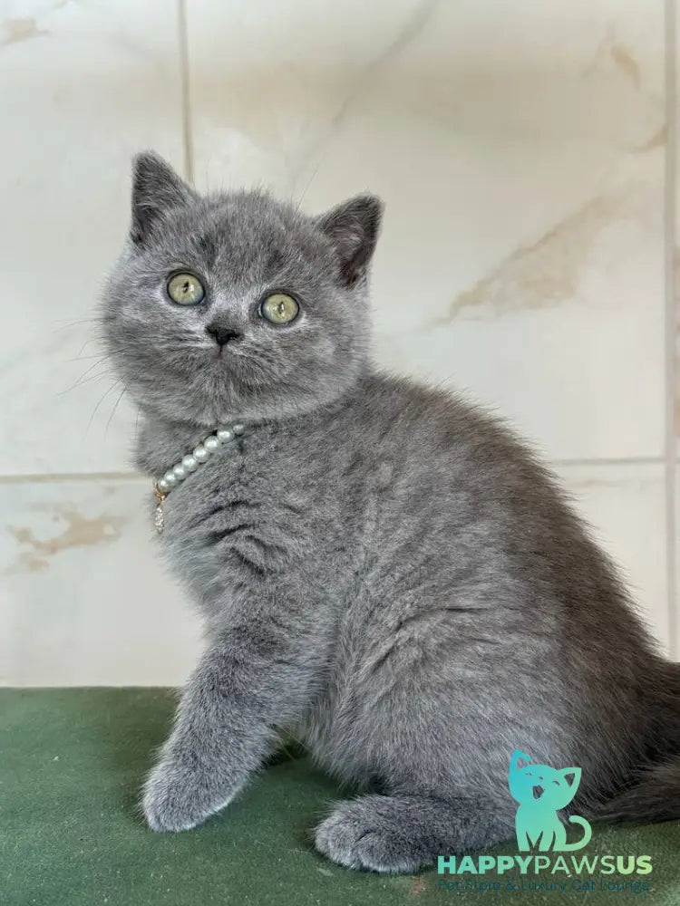 Faina British Shorthair female blue - live animals