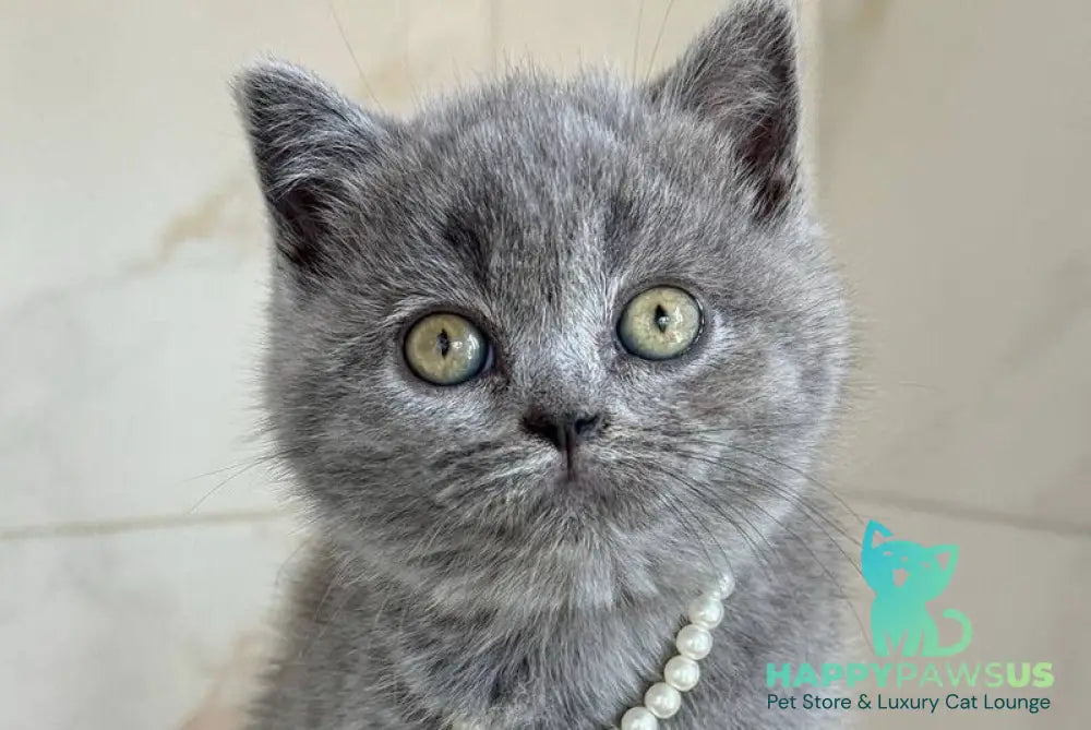 Faina British Shorthair female blue - live animals