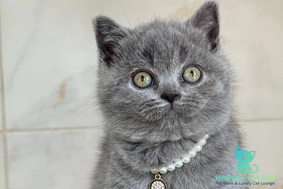 Faina British Shorthair female blue - live animals