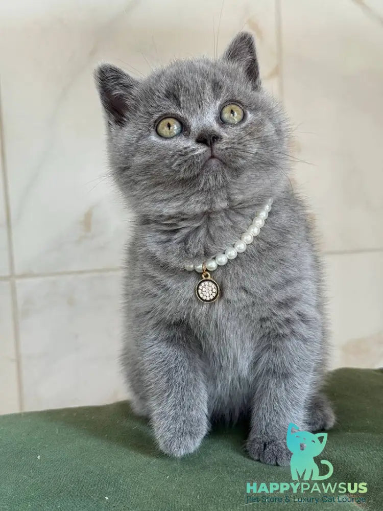 Faina British Shorthair female blue - live animals