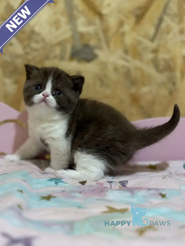 Faina British Shorthair female chocolate bicolour live animals