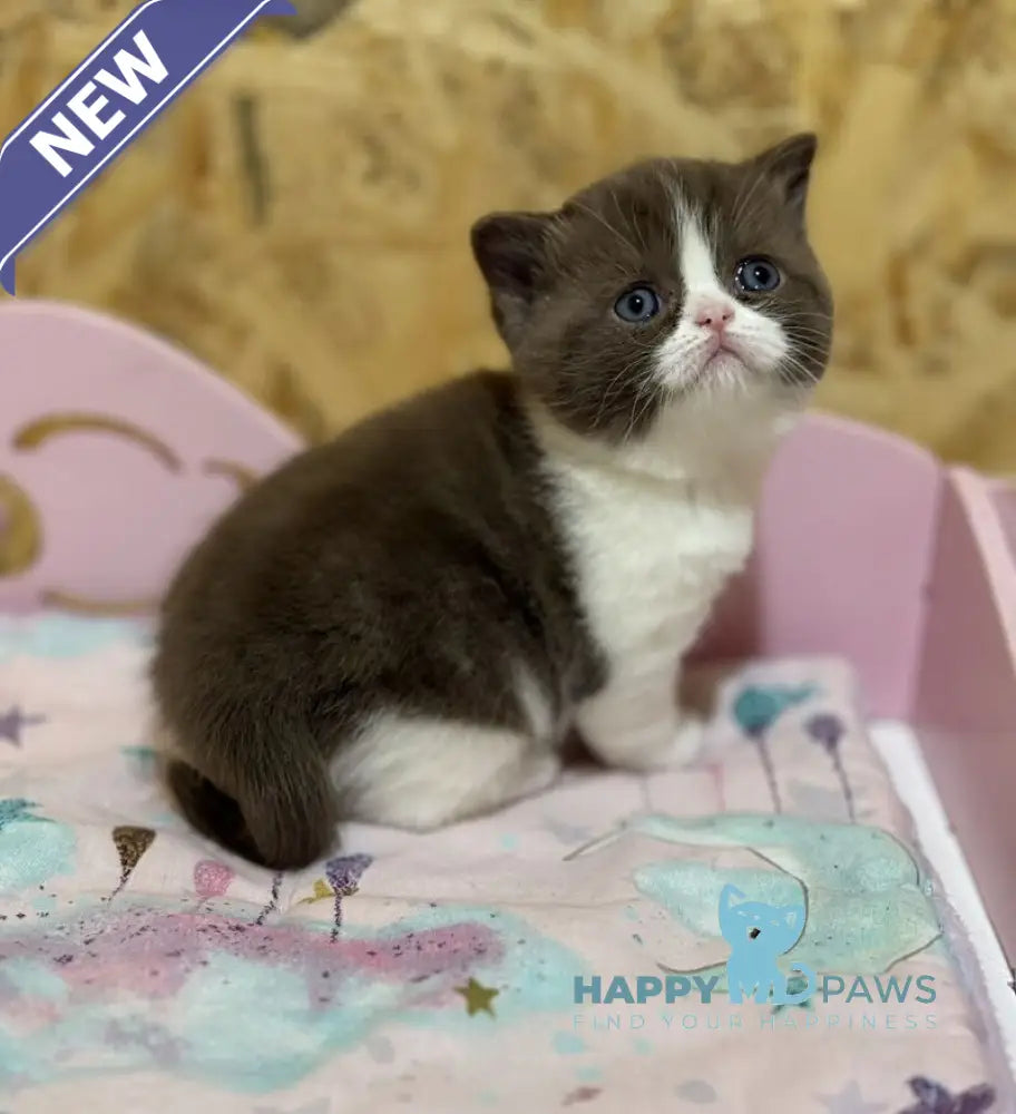 Faina British Shorthair female chocolate bicolour live animals