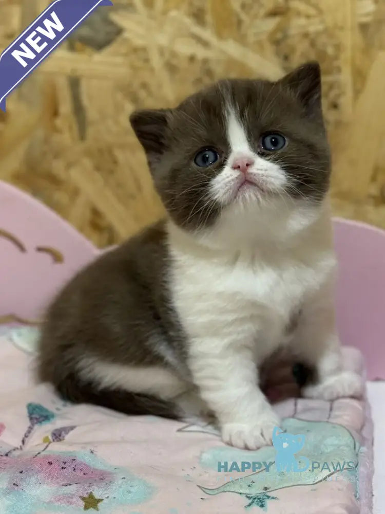 Faina British Shorthair female chocolate bicolour live animals