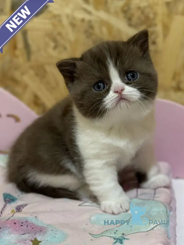 Faina British Shorthair female chocolate bicolour live animals