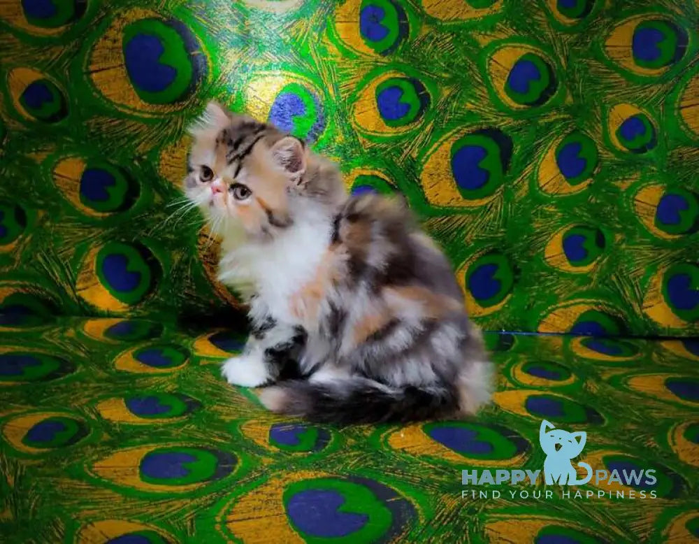 Faina Persian female black tortie tabby bicolour live animals