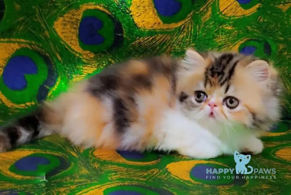 Faina Persian female black tortie tabby bicolour live animals