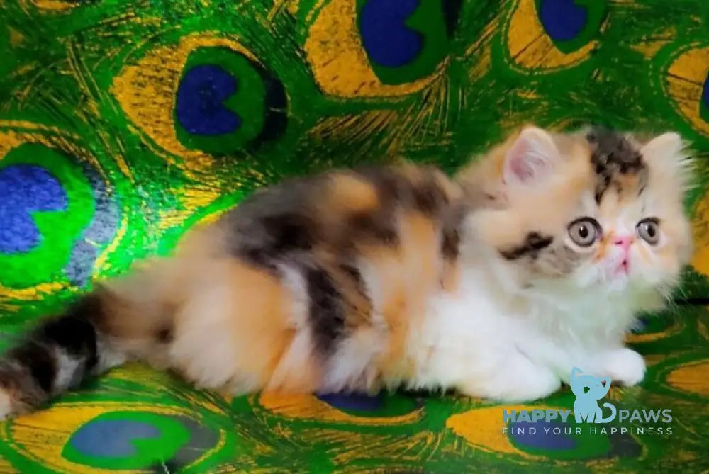 Faina Persian female black tortie tabby bicolour live animals