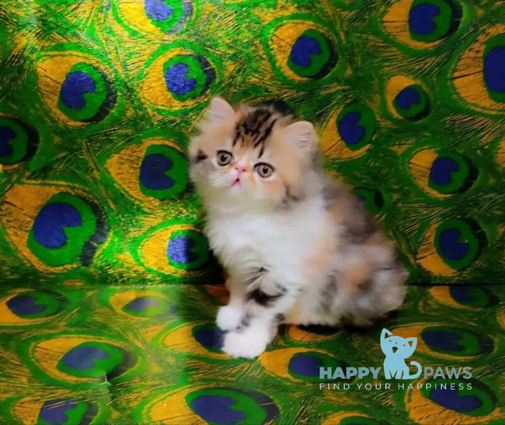 Faina Persian female black tortie tabby bicolour live animals