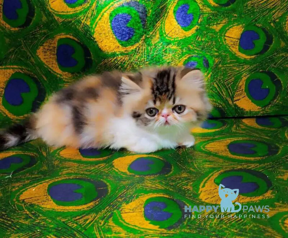 Faina Persian female black tortie tabby bicolour live animals