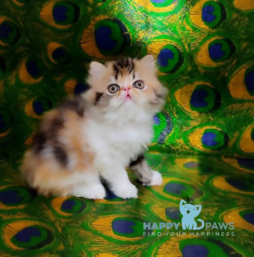 Faina Persian female black tortie tabby bicolour live animals
