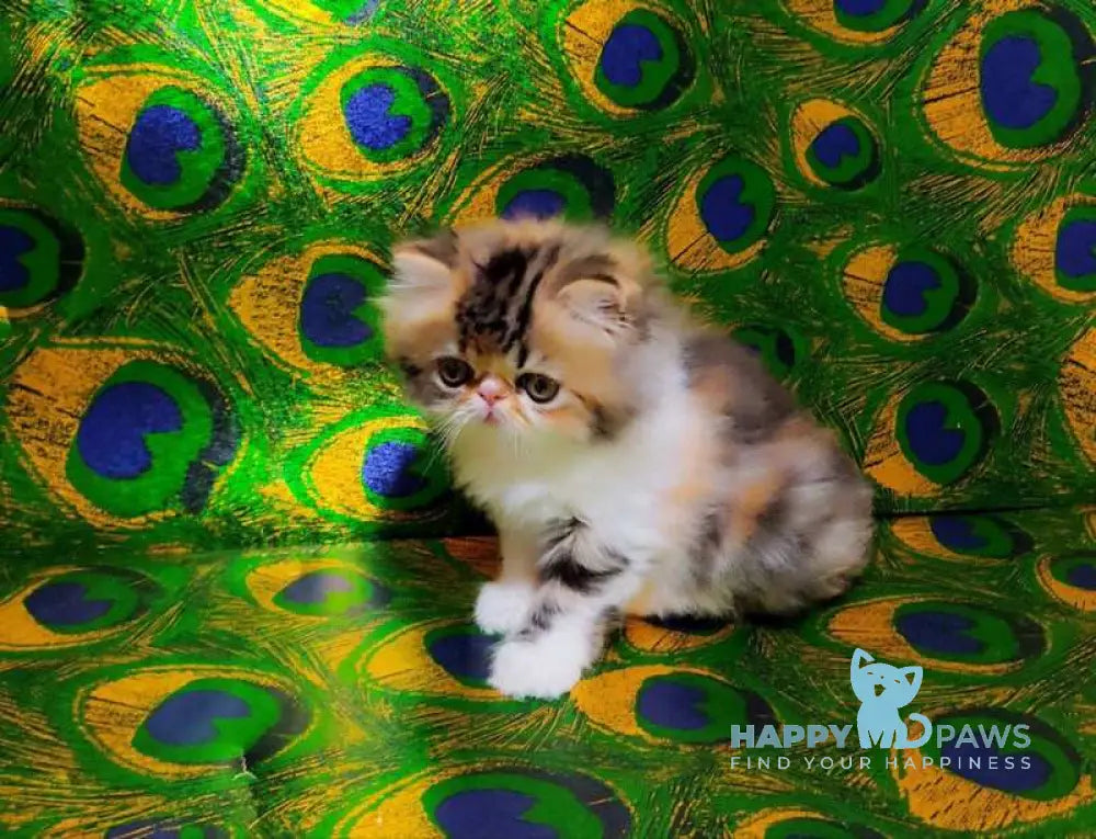 Faina Persian female black tortie tabby bicolour live animals