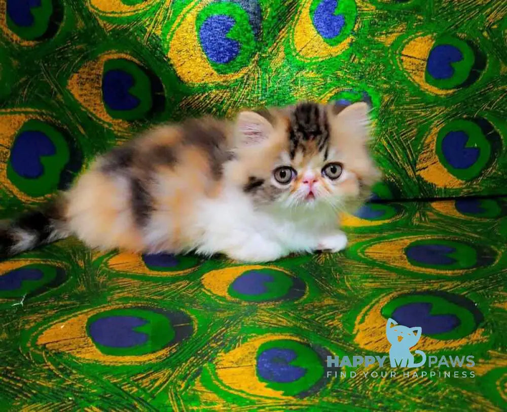 Faina Persian female black tortie tabby bicolour live animals