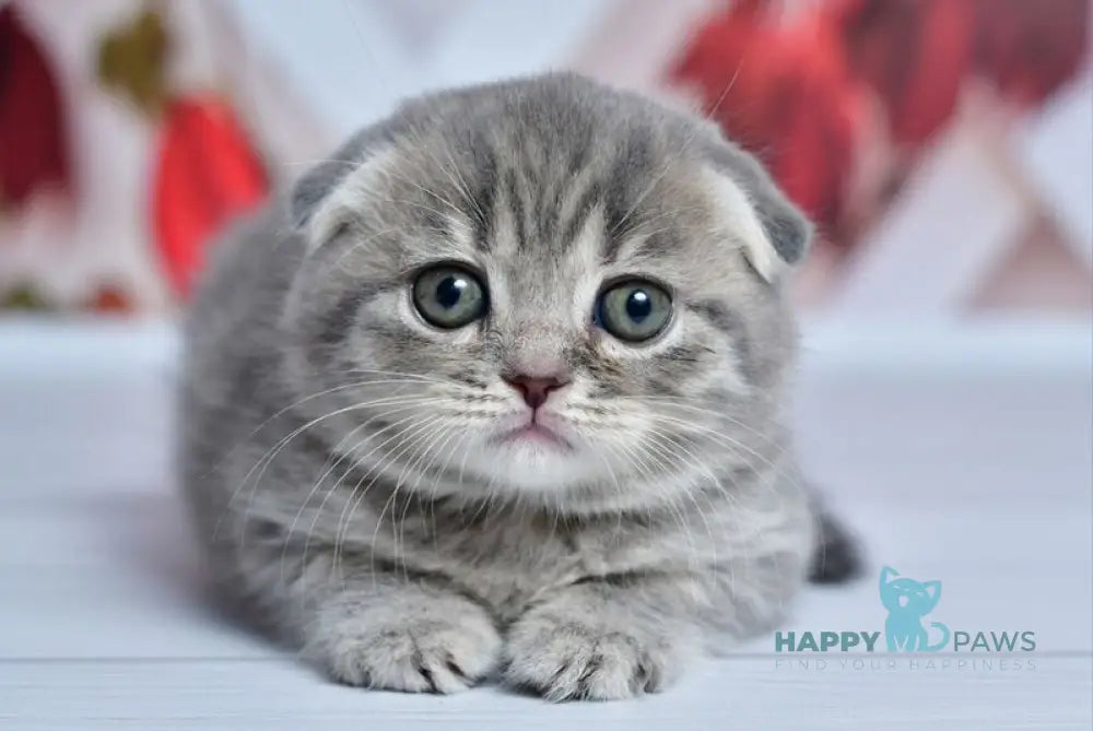 Faina Scottish Fold female blue spotted tabby live animals