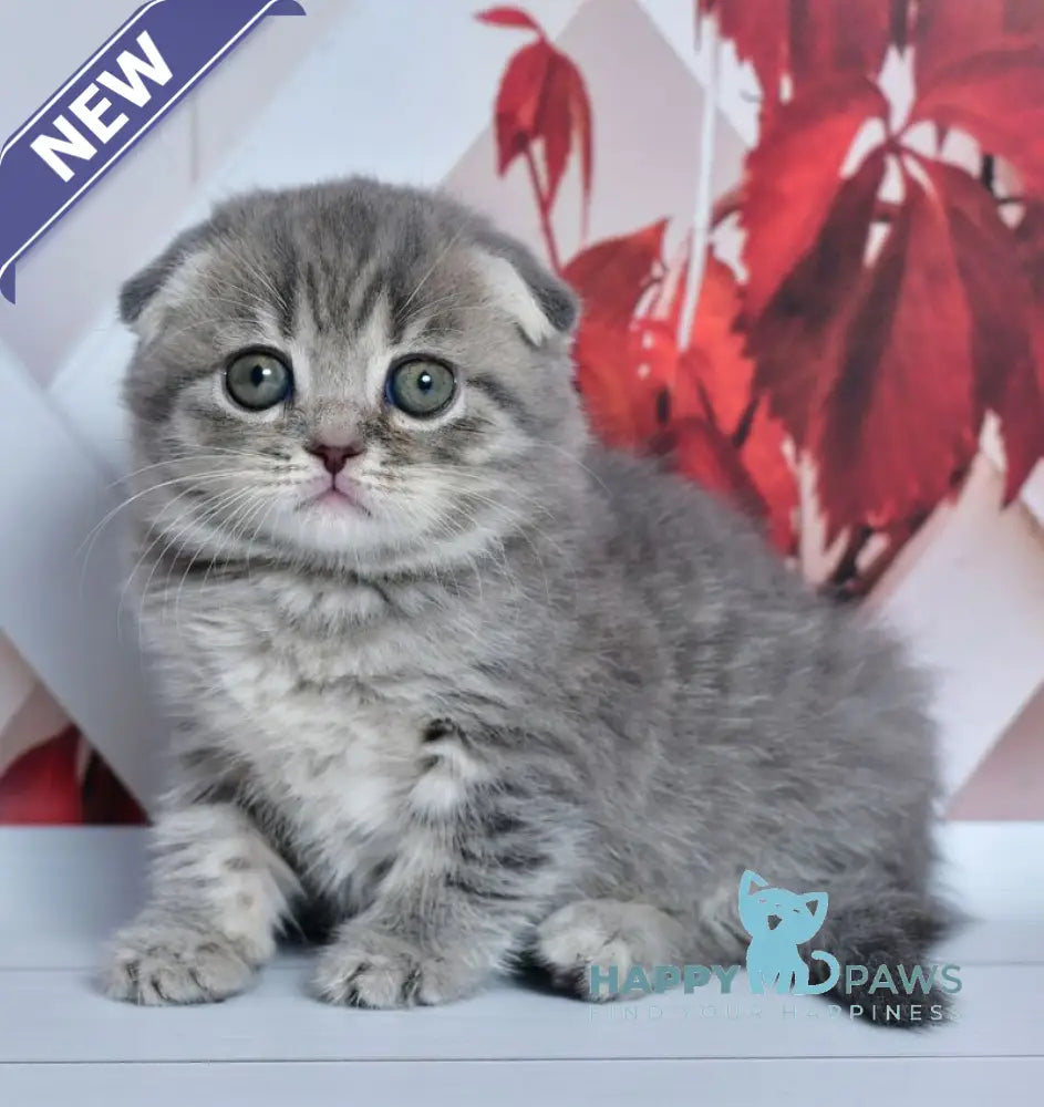 Faina Scottish Fold female blue spotted tabby live animals