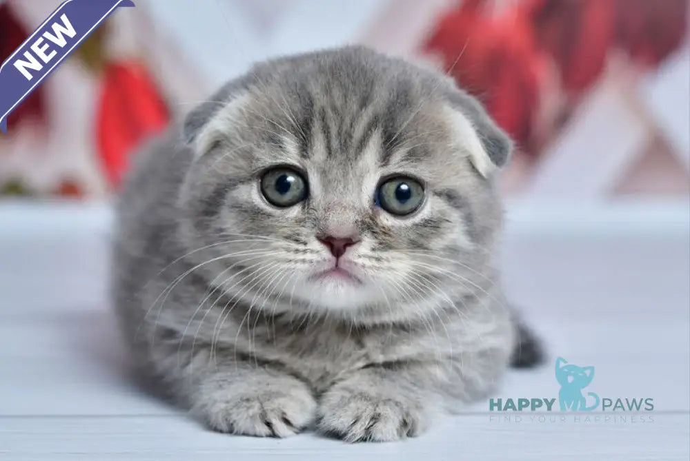 Faina Scottish Fold female blue spotted tabby live animals
