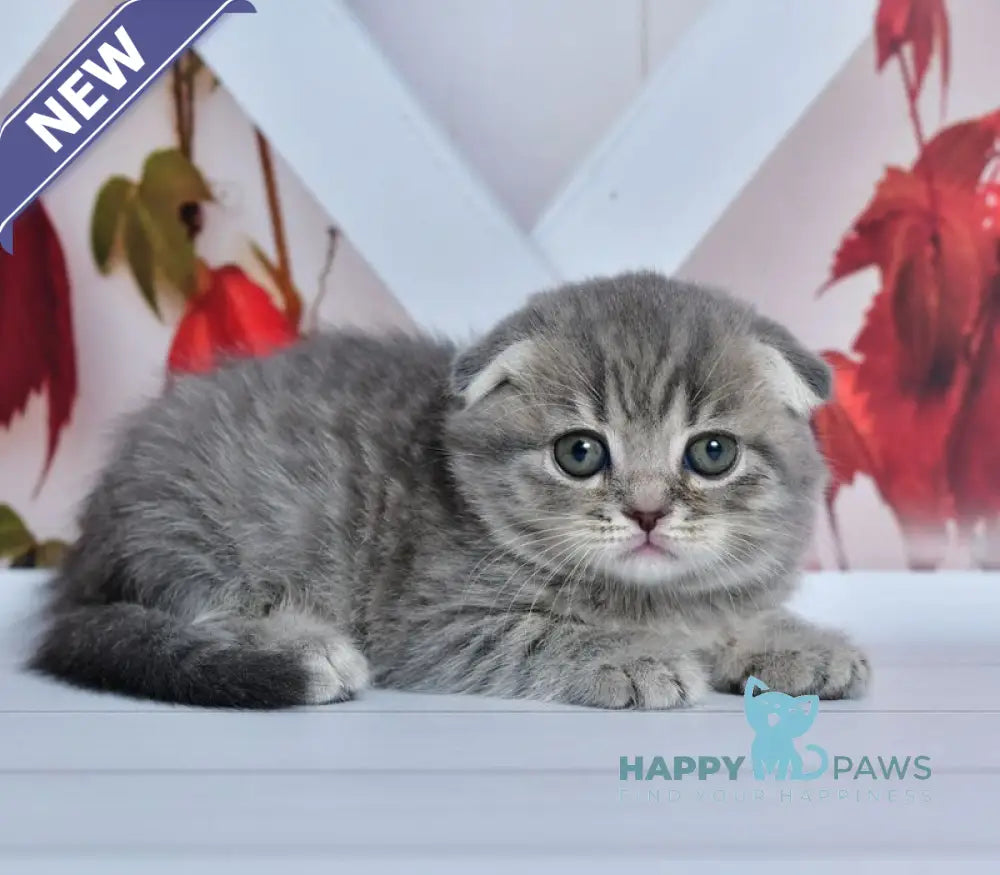 Faina Scottish Fold female blue spotted tabby live animals