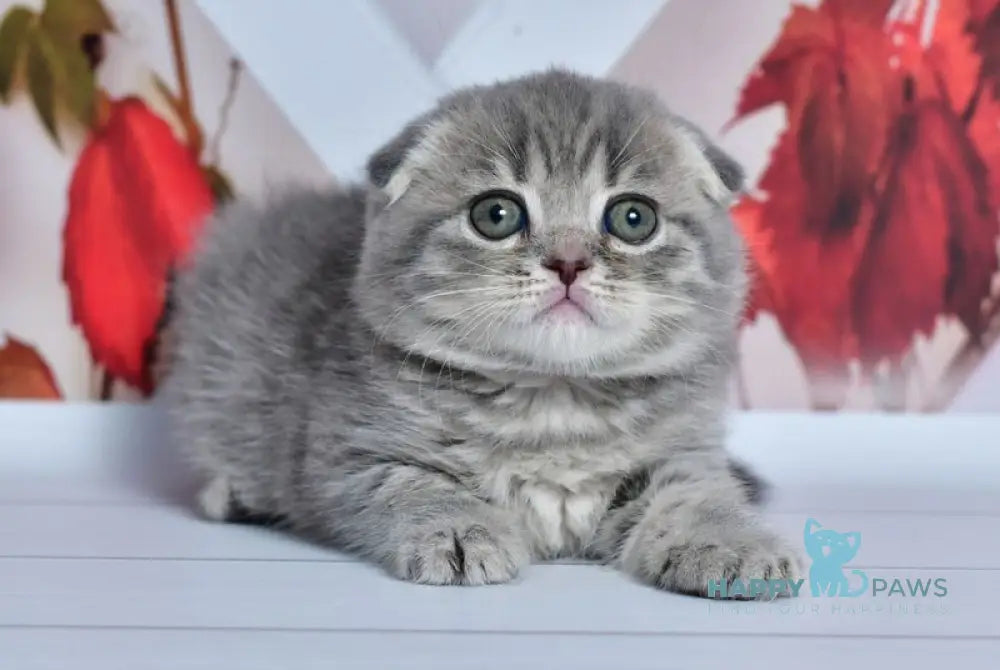 Faina Scottish Fold female blue spotted tabby live animals