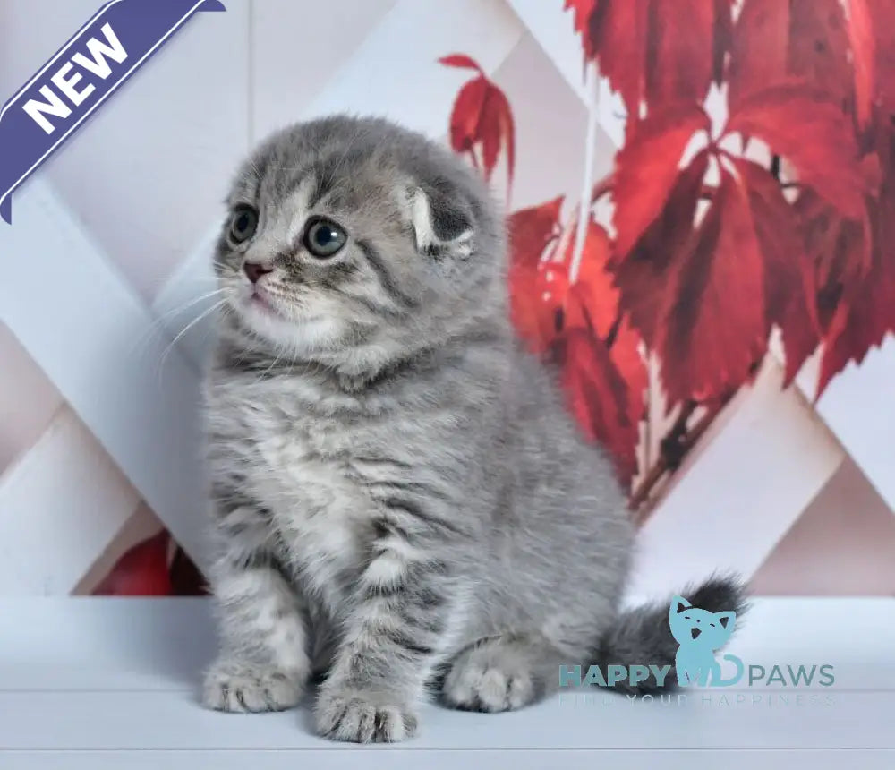 Faina Scottish Fold female blue spotted tabby live animals