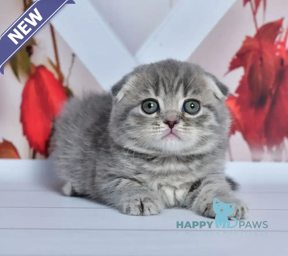 Faina Scottish Fold female blue spotted tabby live animals
