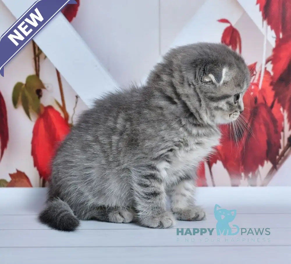 Faina Scottish Fold female blue spotted tabby live animals