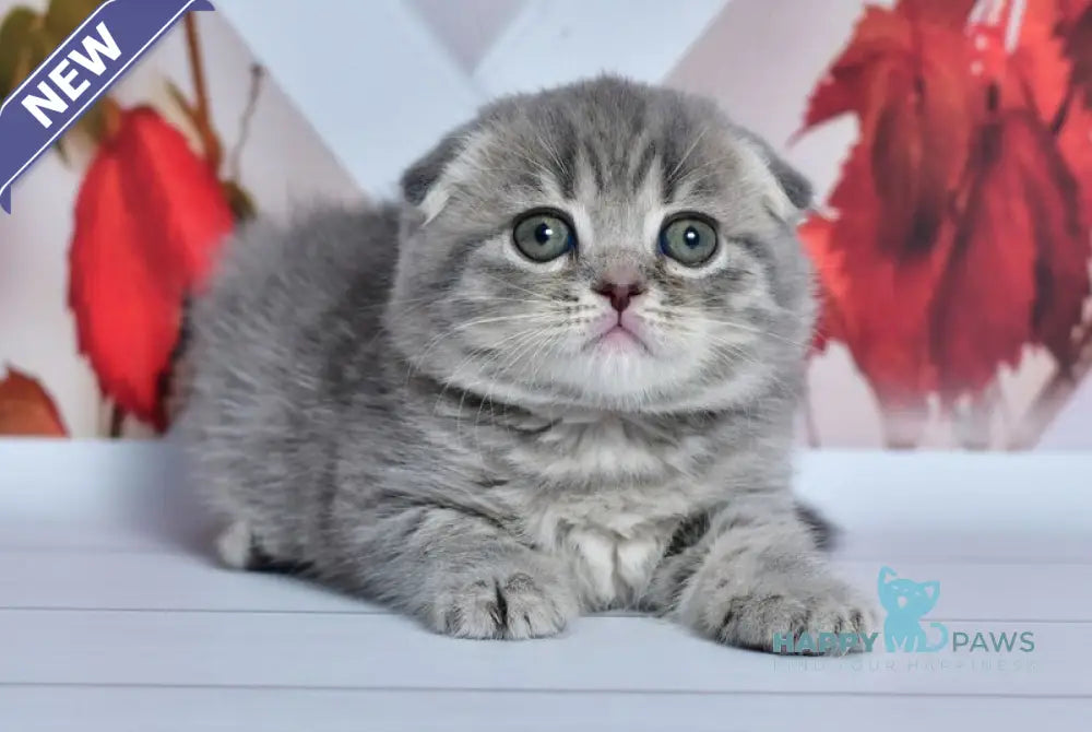 Faina Scottish Fold female blue spotted tabby live animals