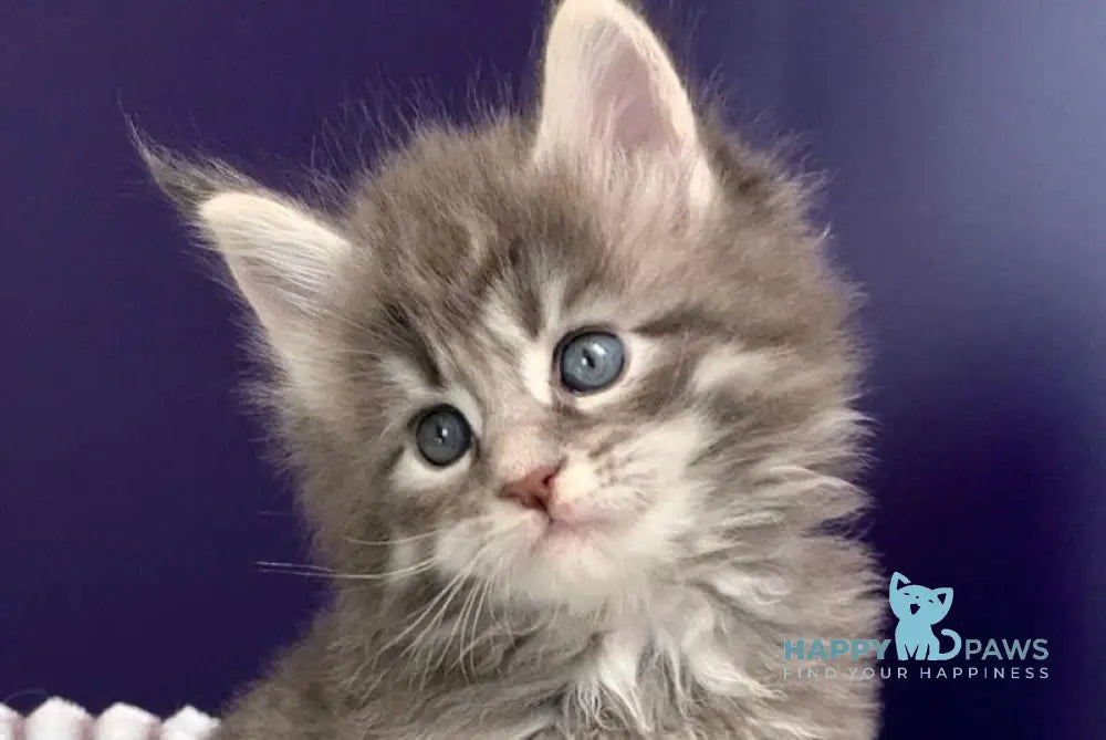Fakir Maine Coon male blue silver spotted tabby live animals