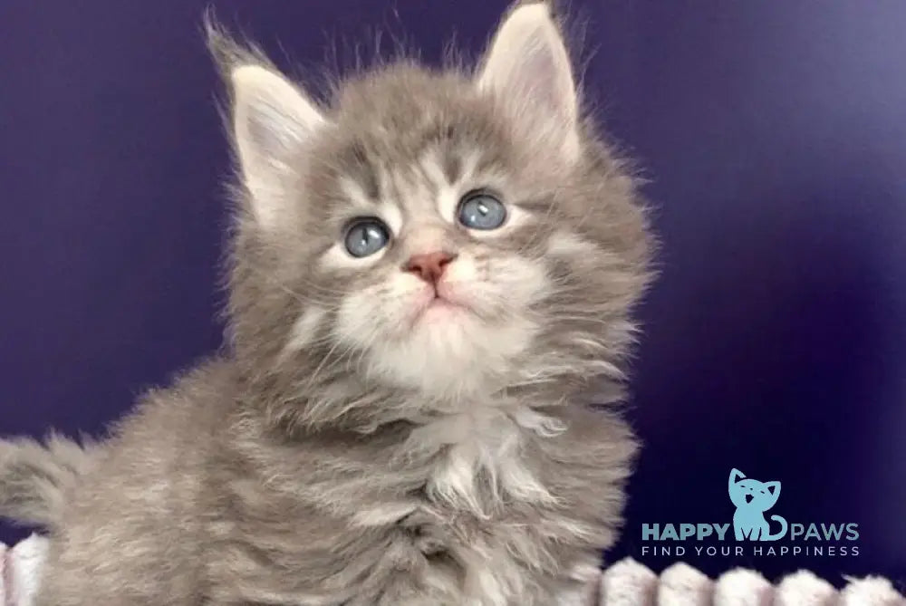 Fakir Maine Coon male blue silver spotted tabby live animals