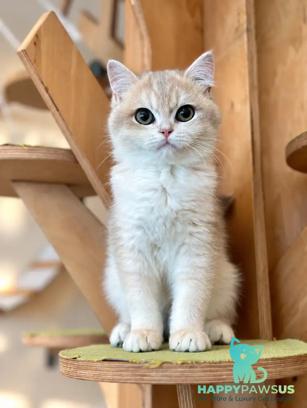 Fakira British Shorthair female blue golden shaded - live animals