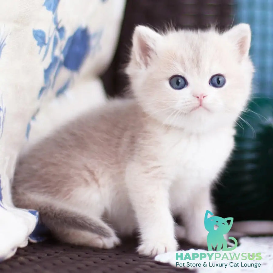 Fakira British Shorthair female blue golden shaded - live animals