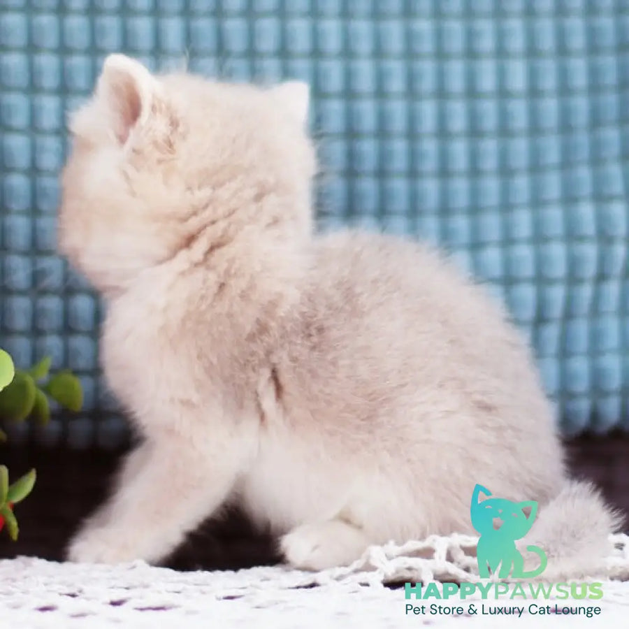Fakira British Shorthair female blue golden shaded - live animals